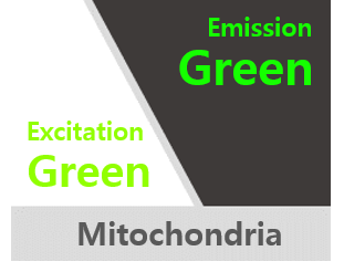 MitoFlamma® Green (live)